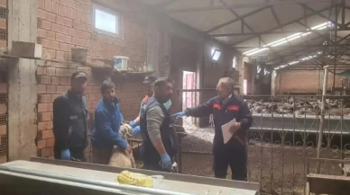 Merzifon’da Küçükbaş Hayvanlara Koruyucu Aşı!