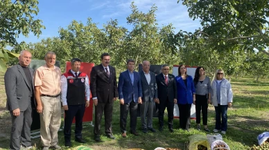 Merzifon’da Ceviz Hasadı: Vali Bakan Üreticilerle Bahçede