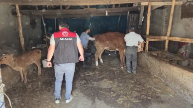 Göynücek’te Damızlık Hayvan Teslimi Gerçekleştirildi