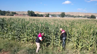 Suluova’da Silajlık Mısır Kontrolleri Devam Ediyor