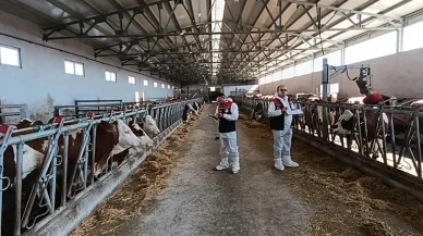 Amasya’da Hastalıktan Ari İşletme Denetimleri Aralıksız Sürüyor
