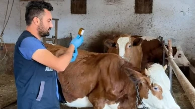 Amasya’da Şap Aşısı Uygulamaları Aralıksız Devam Ediyor