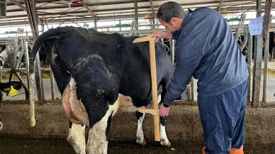 Amasya DSYB’den Tip Sınıflandırma Çalışması