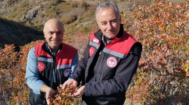 Hamamözü’nde Doğal Sumak Hasadı Başladı