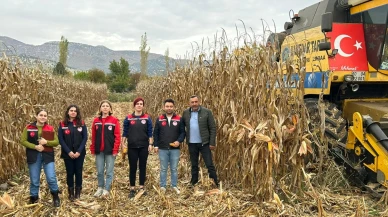 Göynücek’te Danelik Mısır Hasadı Gerçekleştirildi