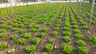 Taşova’da TAKE Projesi Kapsamında Hıyar ve Marul Üretimi Denetlendi