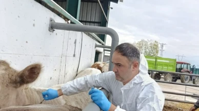 Şap ve Brucella Aşılama Çalışmaları İlde Aralıksız Devam Ediyor
