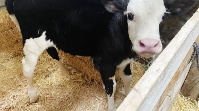 Amasya DSYB’den Dişi Buzağı Başarısı!