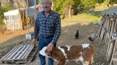 Amasya DSYB’den Verimlilik Odaklı Suni Tohumlama Başarısı