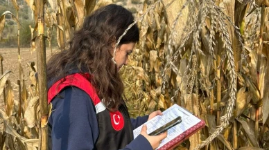 Göynücek’te Hasat Mesaisi Başladı