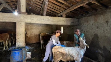 Hayvan Sağlığında Yoğun Mesai: Gümüşhacıköy’de Aşılama Seferberliği