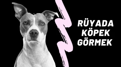Rüyada Köpek Görmek Ne Anlama Gelir? İşte Merak Edilen Yorumlar