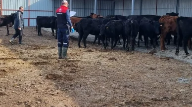 Hamamözü’nde Kırsal Hayvancılığa Yakın Takip