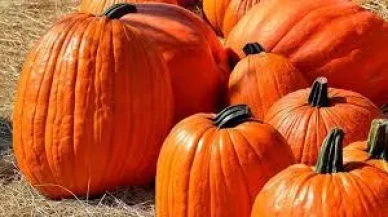 Rüyada Bal Kabağı Görmek Ne Anlama Gelir? İşte Detaylı Tabirler