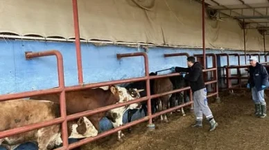 Merzifon’da Hayvan Sağlığı İçin Saha Çalışması