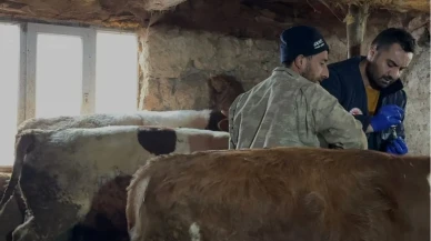 Amasya’da Şap Aşılama Çalışmaları Sürüyor