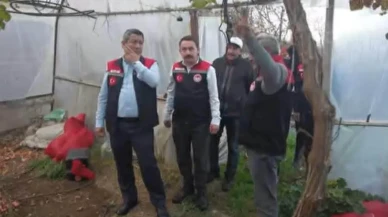 Amasya’da Üzüm Hasadı Erkene Çekildi