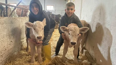 Amasya DSYB’de İkiz Buzağı Sevinci