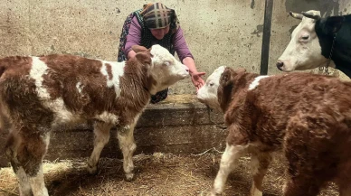 Amasya DSYB’den Suni Tohumlama ve Verim Artışı Çalışmaları