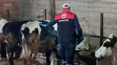 Şap Aşılama Çalışmaları Devam Ediyor