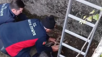 Amasya’da Minik Karaca Hayata Tutundu