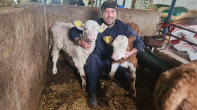 Amasya’da Küpeleme Çalışmaları Sürüyor