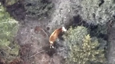 Amasya’da Kayıp Büyükbaş Bulundu