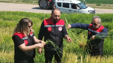 Amasya’da Tarım Zarar Görmesin Diye Yoğun Mesai!