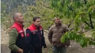 Amasya’da Zirai Don Alarmı! Tarım Alanlarında Hasar Tespiti Sürüyor