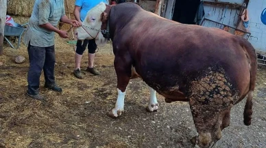 1 TONLUK BOĞA, ALICI BEKLİYOR