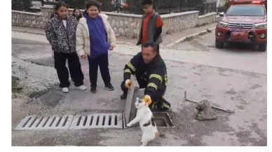 Suluova’da Kediyi Mazgaldan Kurtardılar