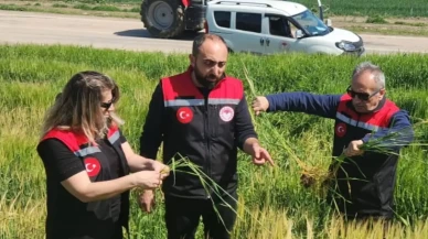Amasya’da Tarım Zarar Görmesin Diye Yoğun Mesai!