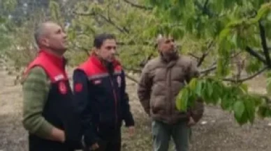 Amasya’da Zirai Don Alarmı! Tarım Alanlarında Hasar Tespiti Sürüyor