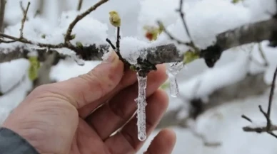 Amasya'da Zirai Don Alarmı!