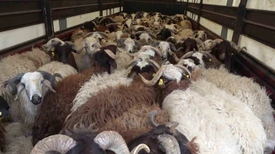 Amasya’da koyun taşıyan 2 tırdan 5 kaçak göçmen çıktı
