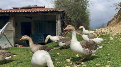 Çiftçilerin gelir kapısı oldu: Kaz yumurtası büyük ilgi görüyor