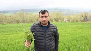 Tarlasında kenevir ele geçirilen çiftçi: "Yasa dışı iş yapmadık, valilik rencide etti"