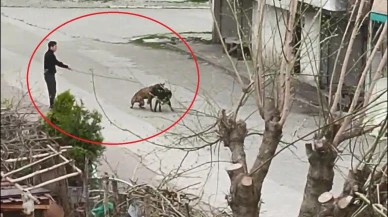 Tasmasından tuttuğu köpeğini, sokak köpeklerine saldırttı