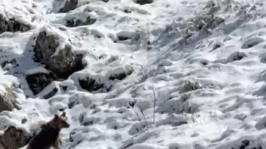 Yayla evlerini tahrip eden ayılardan biri kaçarken görüntülendi: Köpek sesi çıkararak ayının dikkatini çekmeye çalıştı