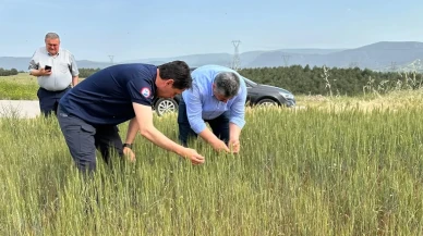 Amasya’da Buğday Tarlalarına Yerinde İnceleme