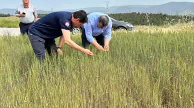 Amasya’da Buğday Tarlalarına Yerinde İnceleme
