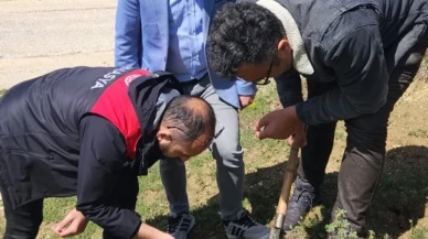 Amasya’da Süne Zararlısına Karşı Kışlak Surveyi Çalışmaları Sürüyor