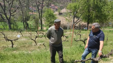 Amasya’da Bağ Üreticilerine İlkbahar Bakım Eğitimi Verildi