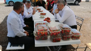 Merzifon’da Modern Tarıma Ziyaret: Kaymakam Karaaslan, Çilek Serasını İnceledi