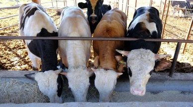Amasya’da Büyükbaş Süt Hayvancılığına Dev Destek: “Köyümde Yaşamak İçin Bir Sürü Nedenim Var” Projesi Başladı