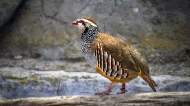 Rüyada Keklik Görmek Ne Anlama Gelir? İşte Yakalamak, Yemek, Avlamak ve Beslemek Gibi Tüm Yorumlar