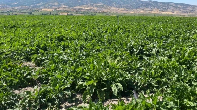 Göynücek’te Tarım Arazilerinde Kontroller Sürüyor