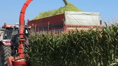 Amasya Damızlık ve Sığır Yetiştiricileri Birliği’nde 2025 Mısır Silajı Sezonu Başladı