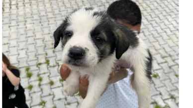 Amasya’da Patili Dostlara Sıcacık Yuva!
