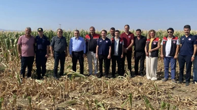 Sözleşmeli Mısır Hasadı Başladı